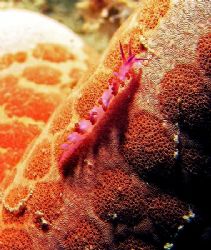 tiny little nudi is wandering around a seastar, found aro... by Mona Dienhart 